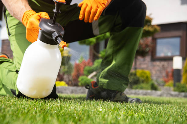 Best Wasp Removal Services  in Plano, TX