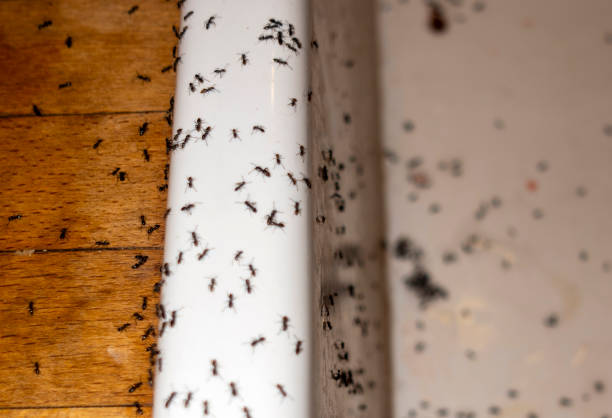 Best Residential Pest Control  in Plano, TX