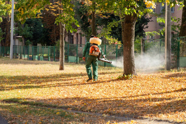 Best Termite Control Services  in Plano, TX
