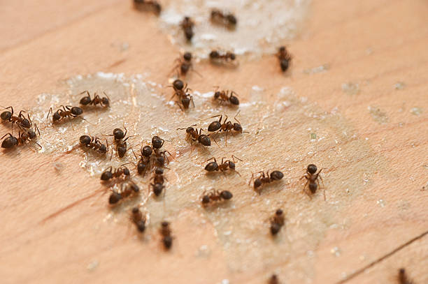 Best Flea Control Services  in Plano, TX